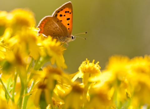 Small copper {Lycaena phlaeas} butterfly feeding on common ragwort {Senecio jacobaea}, Dorset, UK © Ross Hoddinott/2020VISION