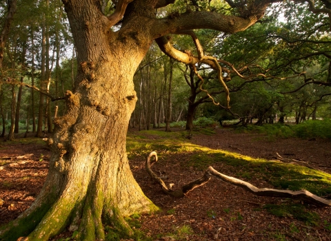 Woodland (veteran trees) in Dorset © Ross Hoddinott/2020VISION