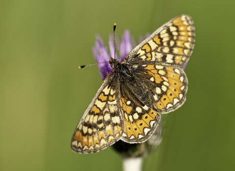 Marsh Fritillary © Ross Hoddinott/2020VISION