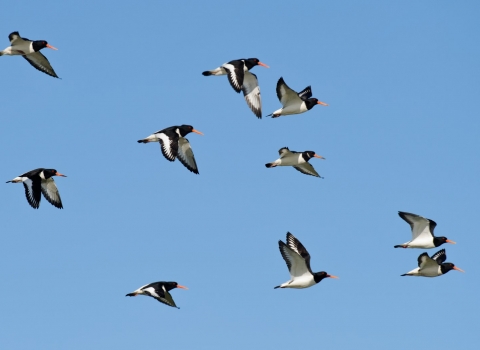 Oystercatcher (Haematopus ostralegus) on grazing marsh © Terry Whittaker/2020VISION