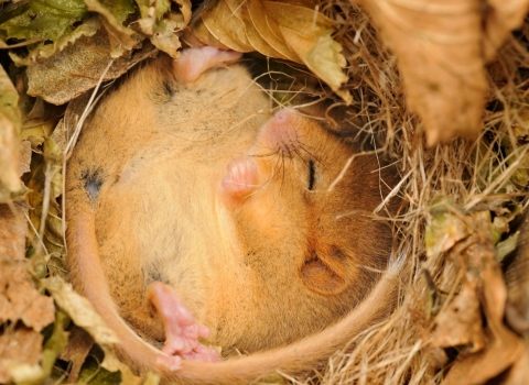 Hazel dormouse (Muscardinus avellanarius) © Terry Whittaker/2020VISION